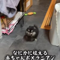 ボールを置いて戻ってきました