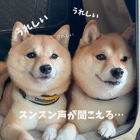 鼻から音が漏れ出る柴犬
