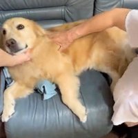 なでられるりんちゃん