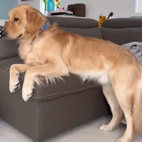 ベッドが羨ましいぷりんくん4