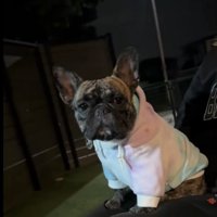 パーカーを着た犬