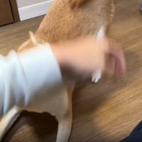激しく動く犬2