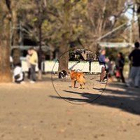 探し始めるラッキーくん