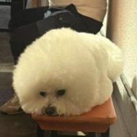 モフモフで可愛い♡