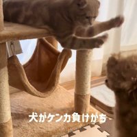 キャットタワーの上から犬をパンチする猫