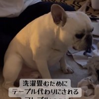 洗濯物を畳む飼い主と小型犬