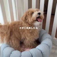 笑顔の子犬