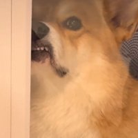 歯をむき出しにしてドライヤーハウスの外を見つめる犬