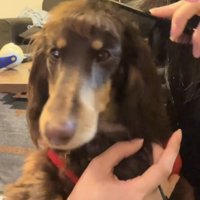 前を見つめる犬