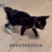 家族として迎えることに