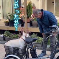 犬に電動式三輪車の乗り心地を尋ねる年配男性