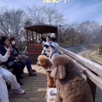 悠々と楽しむ小さな犬たち