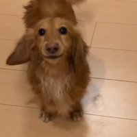 大きく吠えるしまちゃん