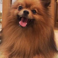 笑顔のトムくん