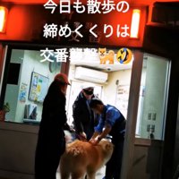 警察官と戯れる秋田犬