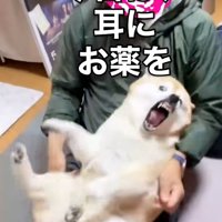 ガウガウするここちゃん