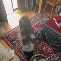 お散歩に反応するも…
