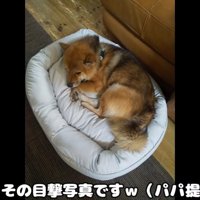 新しいベッドを買ってもらったおにぎりくん7