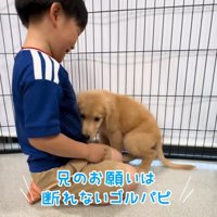 隣に座る子犬