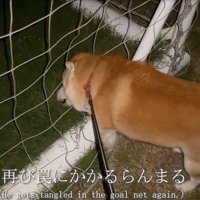 再びネットに突進する柴犬