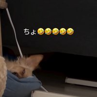 熟睡している小型犬