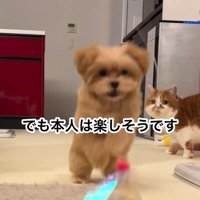 楽しそうなのえるちゃん