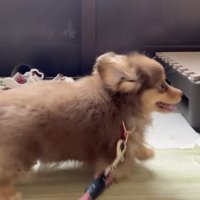 お散歩デビュー、待ちきれないね