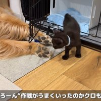 警戒中のクロちゃんは…