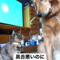 子猫と遊ぶ大型犬