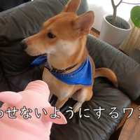 パック中のお母さんを見たワンジローくん3