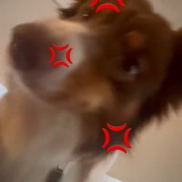 飼い主さんを起こすコロくん7