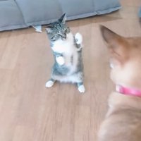 後ろ足で立ち上がって犬に向き合う猫
