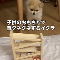 目が離せない