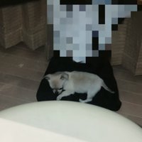 人の膝の上にいる犬