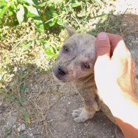 可愛い目でアイコンタクト