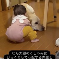 仲良しな赤ちゃんとわん太郎くん