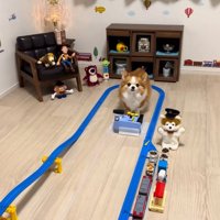 運転台の前に座るラピくん