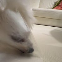 ぎゅぎゅぎゅっ