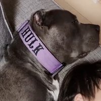 薄っすら目を開けている犬
