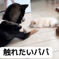 前足を伸ばしながら子犬を見つめる犬