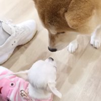 鼻のにおいをかぎ合う子犬と柴犬