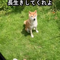 おすわりするハルちゃん
