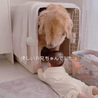 赤ちゃんと犬3