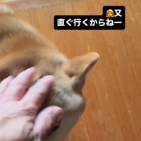 犬の頭を撫でる飼い主