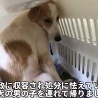 クレートの奥で身を寄せる犬