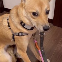 震える姿に心が痛む…