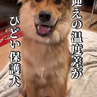 ラッキーくんの態度の違い