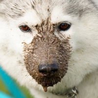 マズル