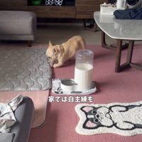 自分の足で立ち上がるフレンチブルドッグ