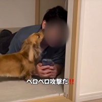 顔をなめる犬1